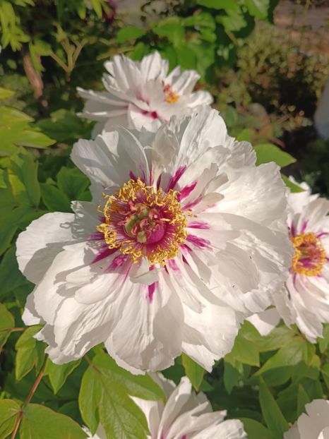 FM10 - BUJOR ARBUSTIFER - FAIRY MOON