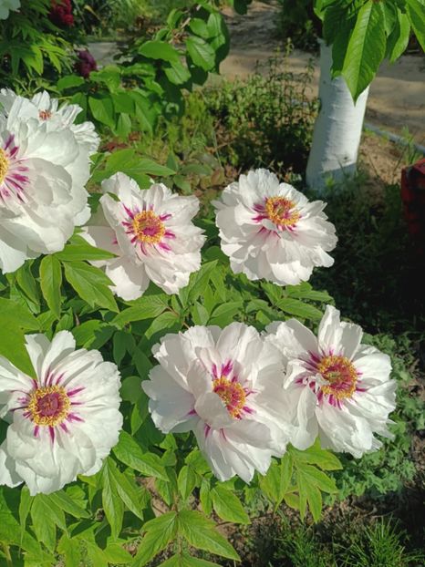 FM12 - BUJOR ARBUSTIFER - FAIRY MOON