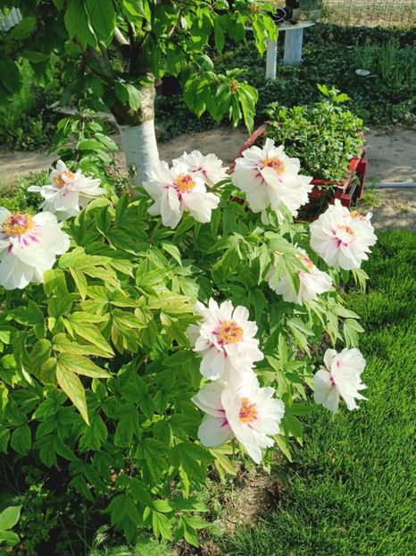 FM13 - BUJOR ARBUSTIFER - FAIRY MOON