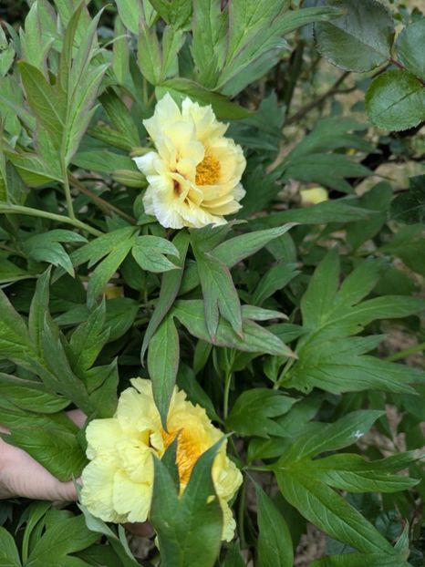 CL3 - BUJOR ARBUSTIFER - CHUN LIU