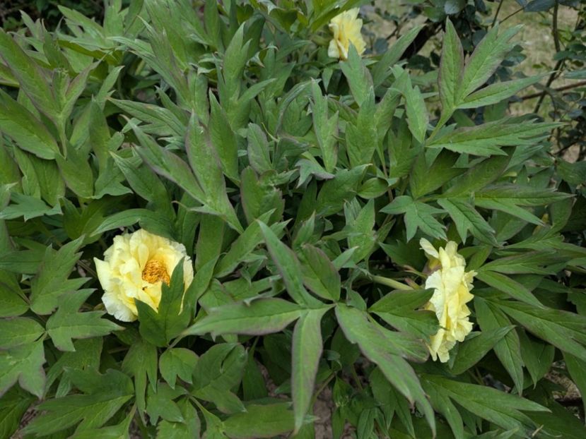 CL4 - BUJOR ARBUSTIFER - CHUN LIU