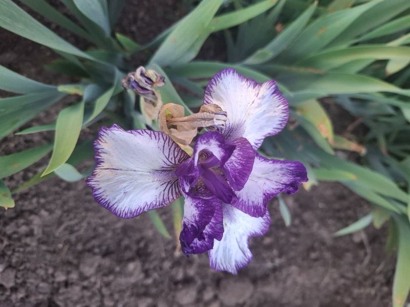  - Diverse flori 2025