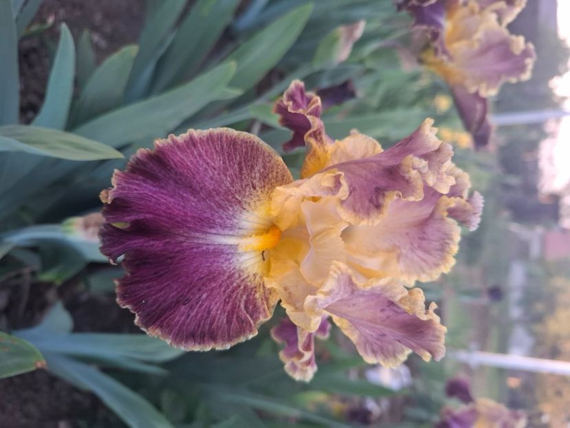  - Diverse flori 2025