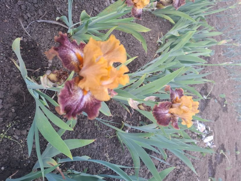  - Diverse flori 2025