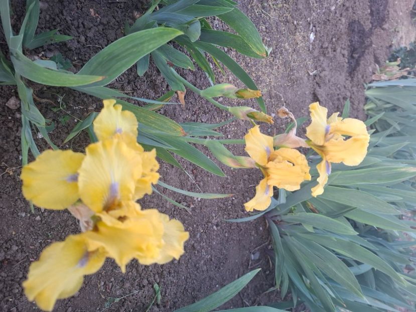  - Diverse flori 2025