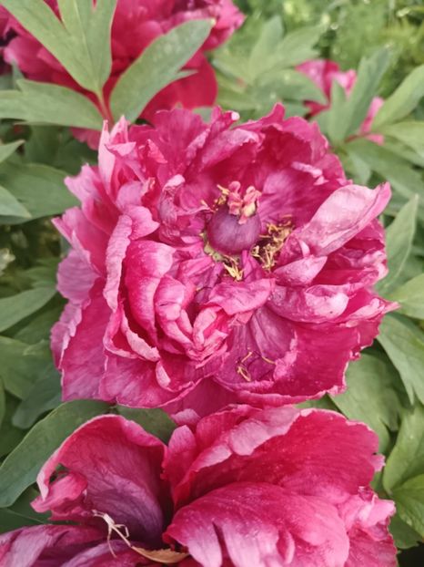 DJ 1 - BUJOR ARBUSTIFER - DAO JIN