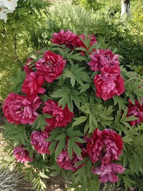 DJ4 - BUJOR ARBUSTIFER - DAO JIN