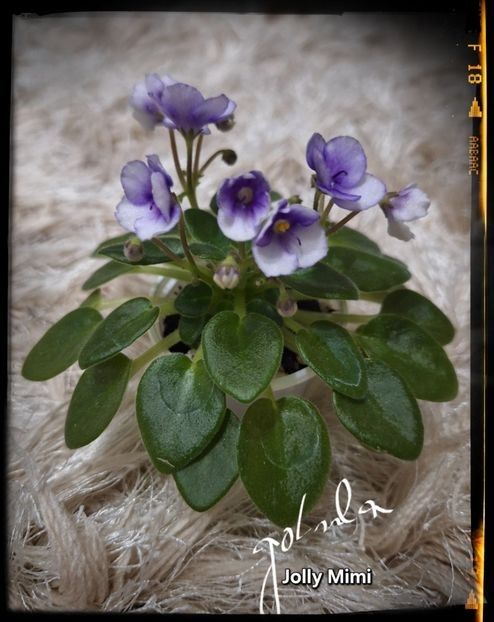 Jolly Mimi mini - AA Frunze de violete