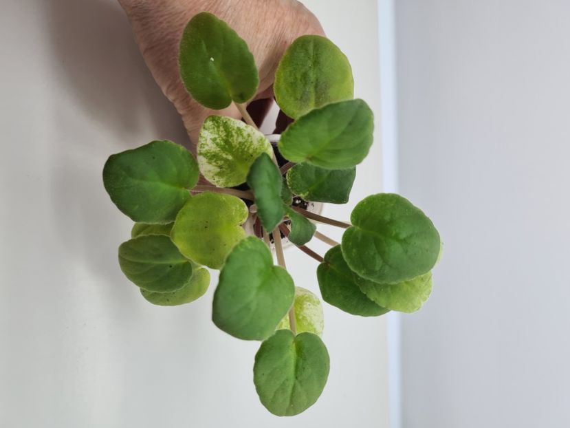 SV-Gorod Asha 25 - A Violete de colectie de vanzare 05 2025