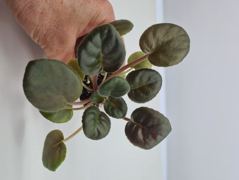 Set 4 - A Violete de colectie de vanzare 05 2025