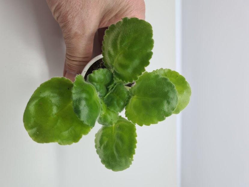  - A Violete de colectie de vanzare 05 2025