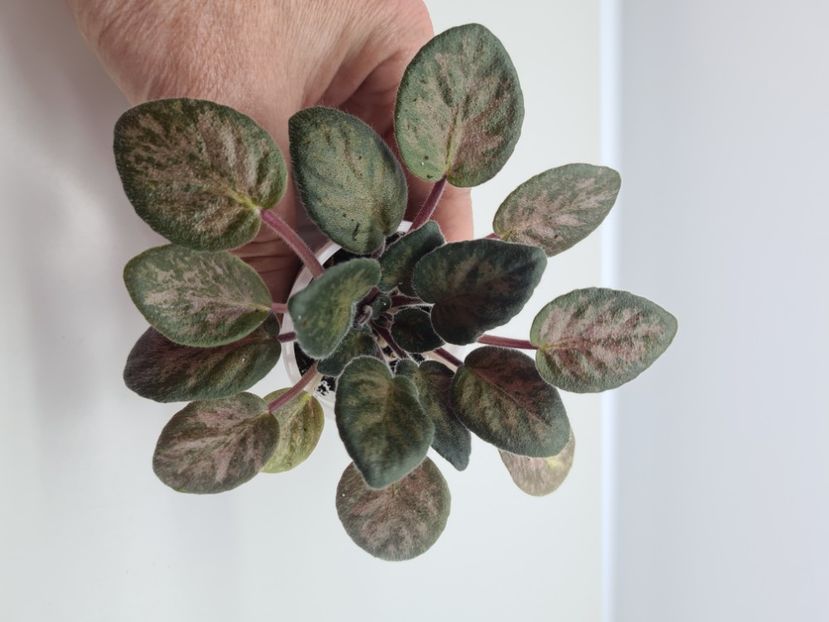  - A Violete de colectie de vanzare 05 2025