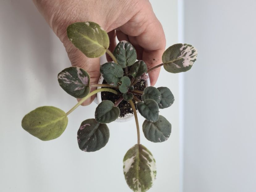  - A Violete de colectie de vanzare 05 2025