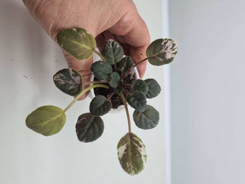  - A Violete de colectie de vanzare 05 2025