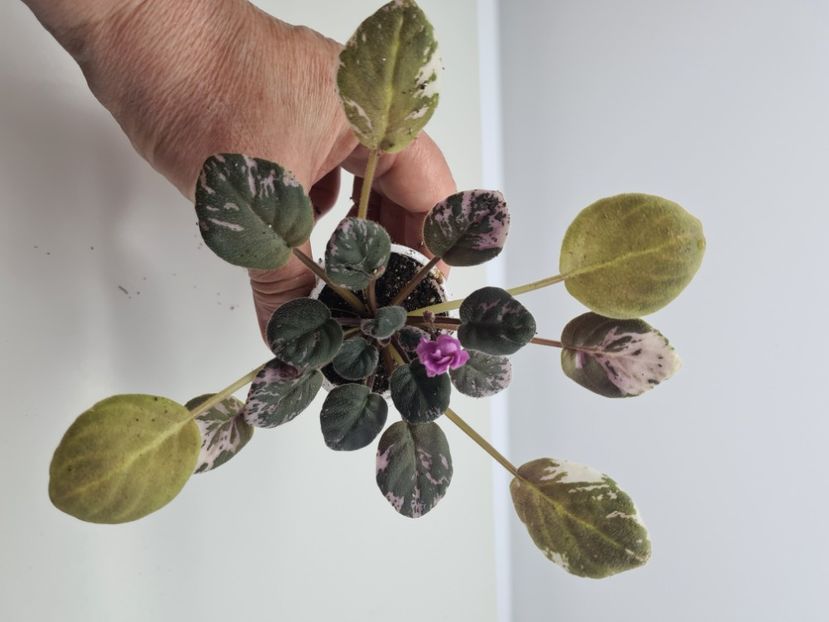  - A Violete de colectie de vanzare 05 2025