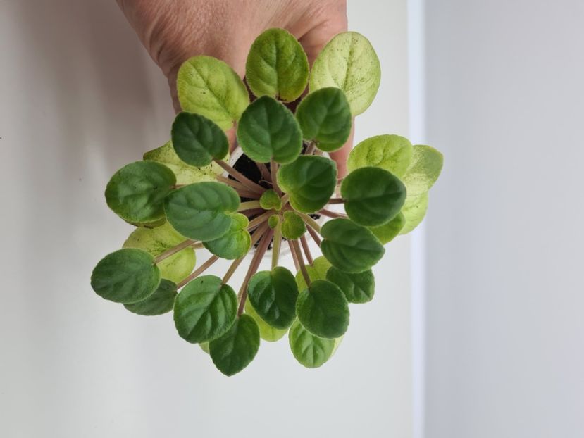  - A Violete de colectie de vanzare 05 2025