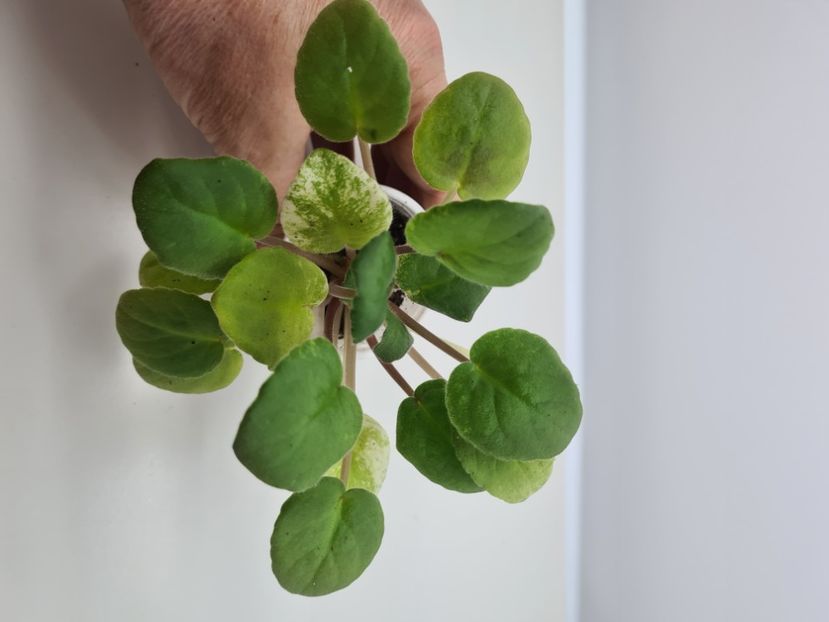  - A Violete de colectie de vanzare 05 2025