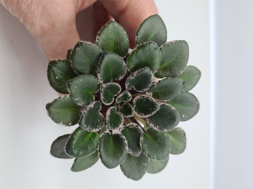  - A Violete de colectie de vanzare 05 2025