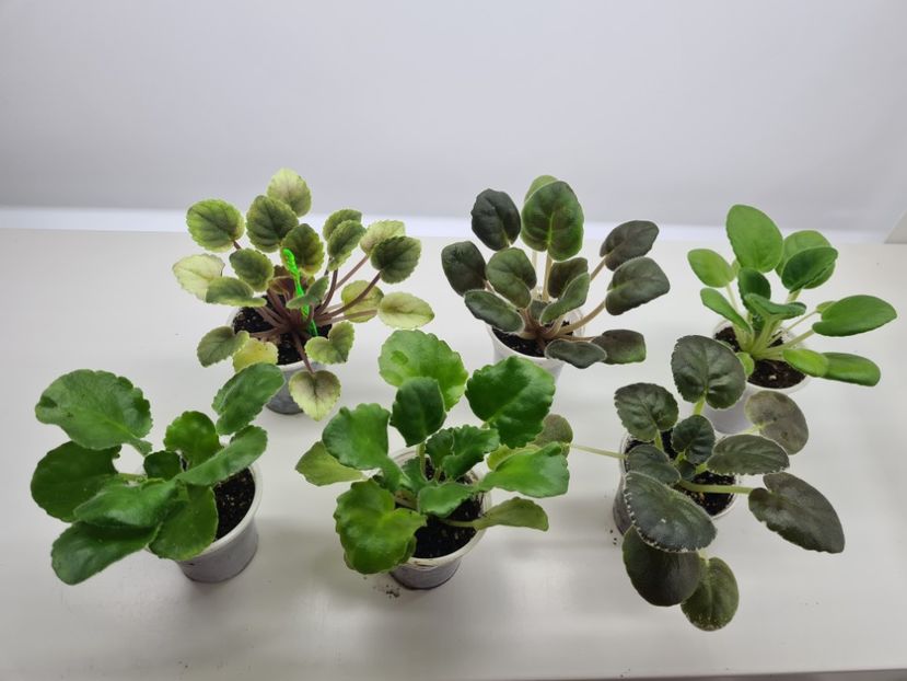 Set 4 pret 150 - A Violete de colectie de vanzare 05 2025