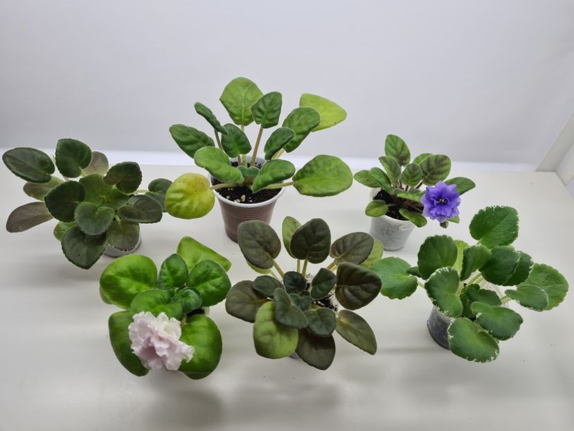 Set 5 pret 150 - A Violete de colectie de vanzare 05 2025