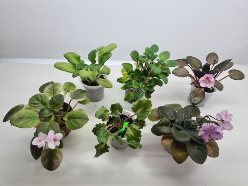 Set 6 pret 145 - A Violete de colectie de vanzare 05 2025