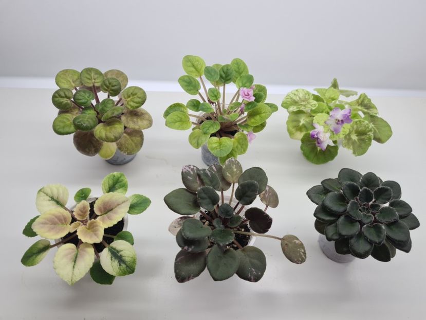 Set 7 pret 145 - A Violete de colectie de vanzare 05 2025