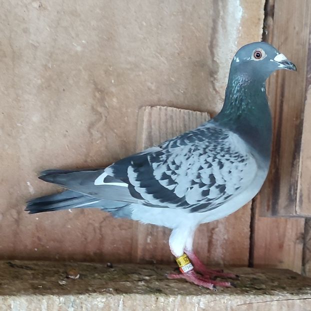 Mascul 24-525 BG - Stropit list