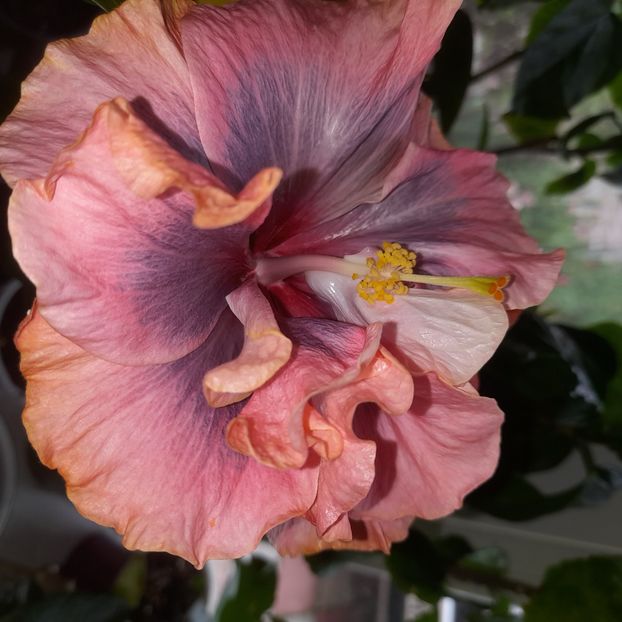  - Grannie s Bonnet