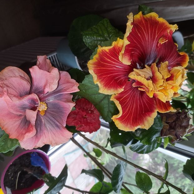  - Tahitian Spotted Sun