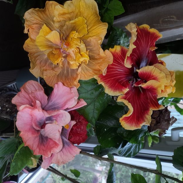  - Tahitian Spotted Sun