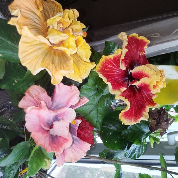  - Tahitian Spotted Sun