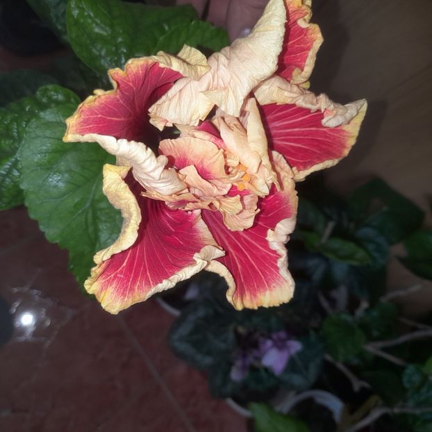  - Tahitian Spotted Sun