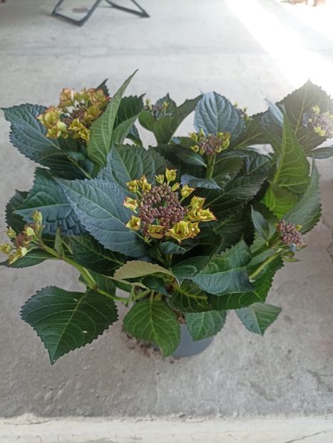 6.05-Hortensia (Lidl 40 lei) - Achiziții 2025