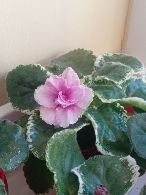  - VIOLETE