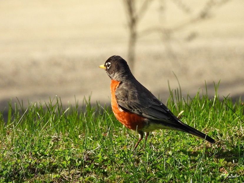 American Robin 3 - C - BIRDS - Pasari