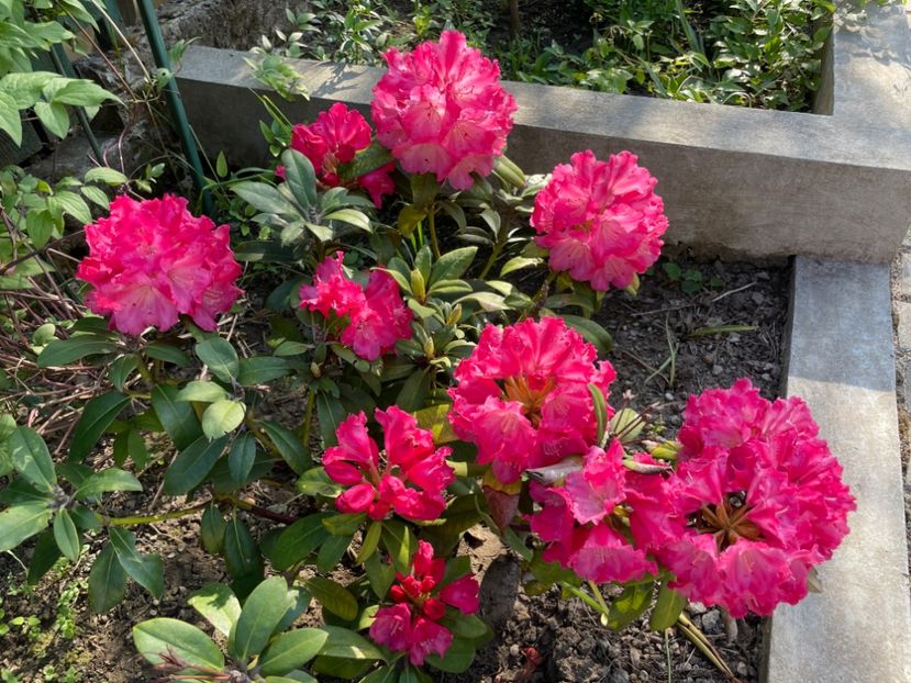  - 0005 - Gradina - 2025