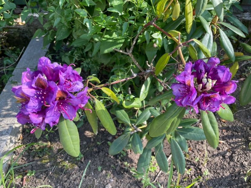  - 0005 - Gradina - 2025