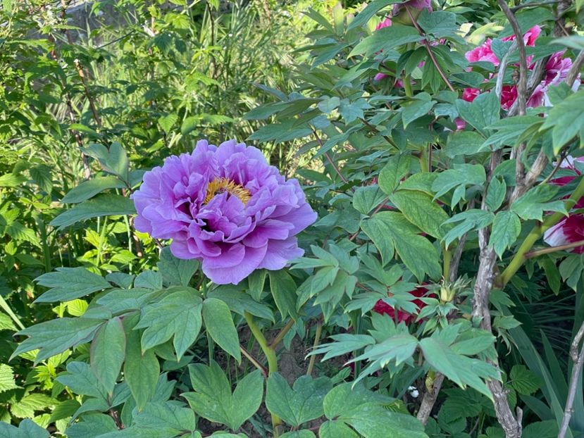  - 0005 - Gradina - 2025