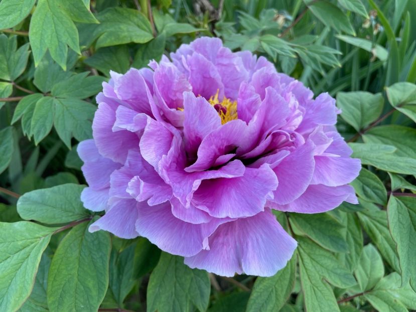  - 0005 - Gradina - 2025