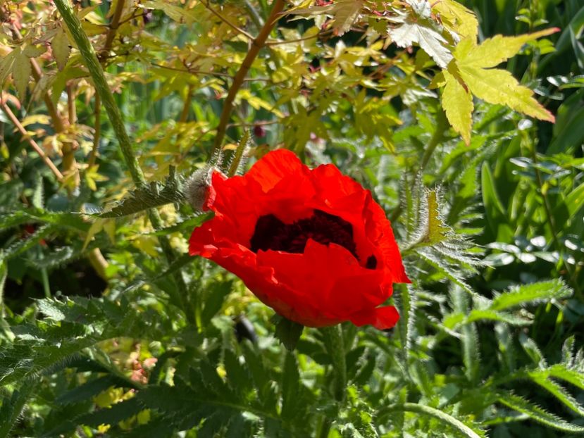  - 0005 - Gradina - 2025