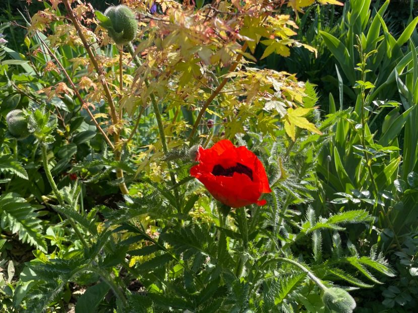  - 0005 - Gradina - 2025