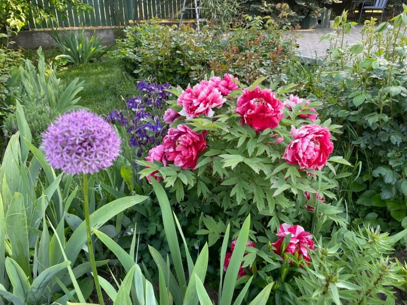  - 0005 - Gradina - 2025