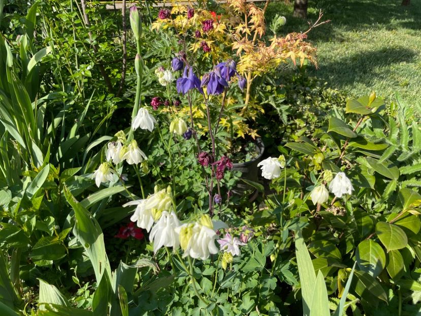  - 0005 - Gradina - 2025