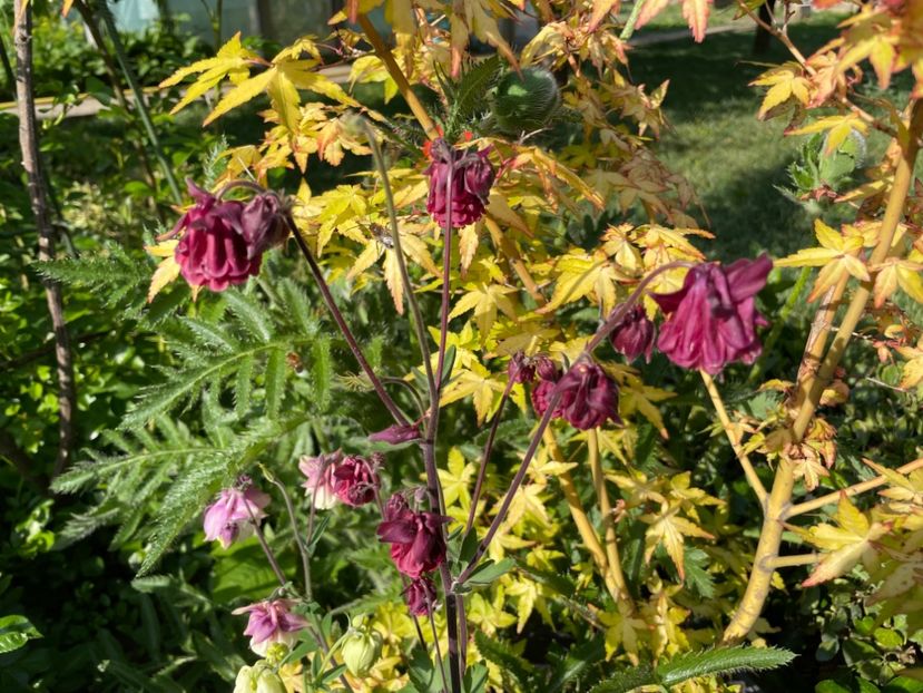  - 0005 - Gradina - 2025