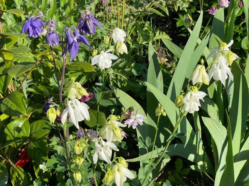  - 0005 - Gradina - 2025