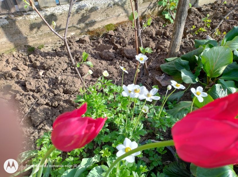  - Flori de gradină-2025