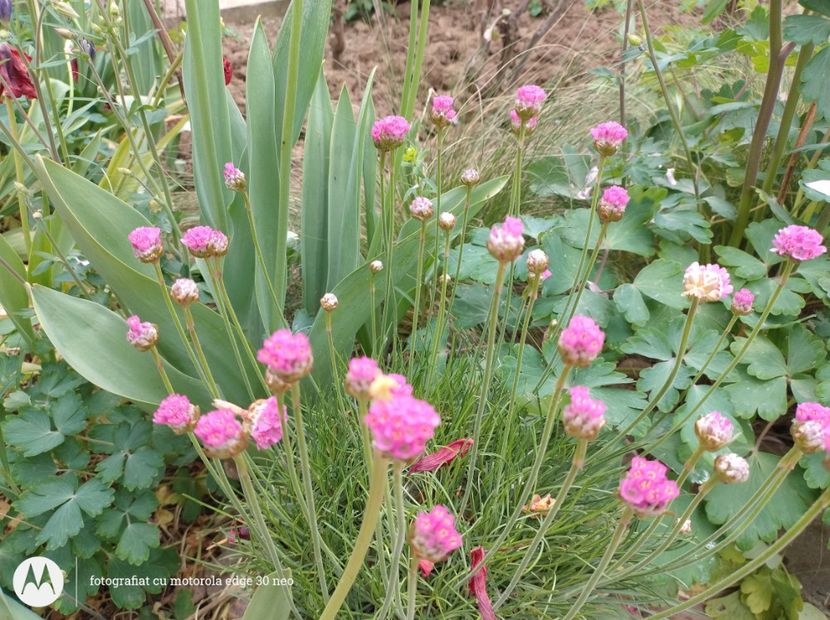  - Flori de gradină-2025