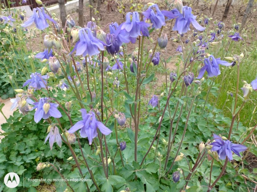  - Flori de gradină-2025