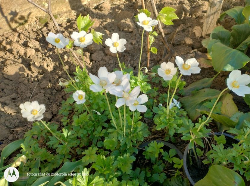  - Flori de gradină-2025