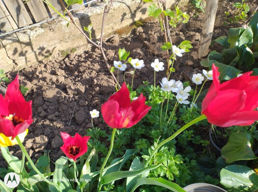  - Flori de gradină-2025